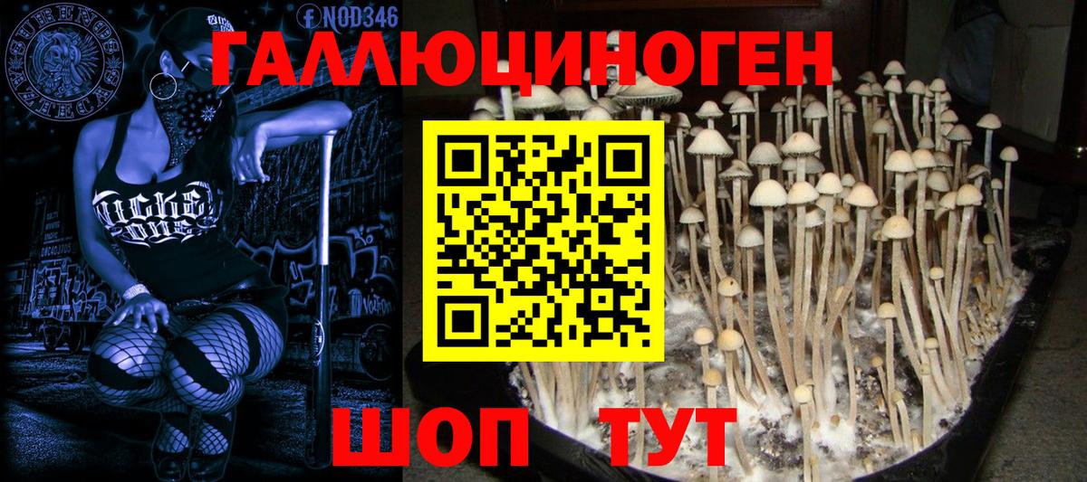 Галлюциногенные грибы Psilocybe Калининград